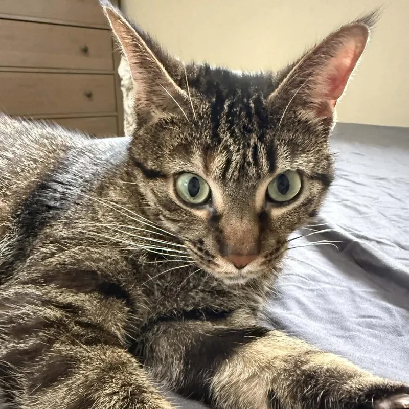 An adult medium-sized female Brown / Chocolate Domestic Short Hair cat named Toes The Tender for adoption in Eaton Rapids, MI