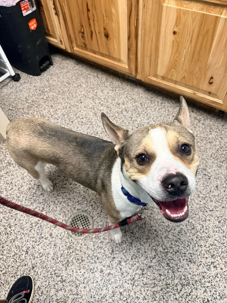 A baby medium-sized male Pit Bull Terrier dog named Guiness for adoption in Kendallville, IN