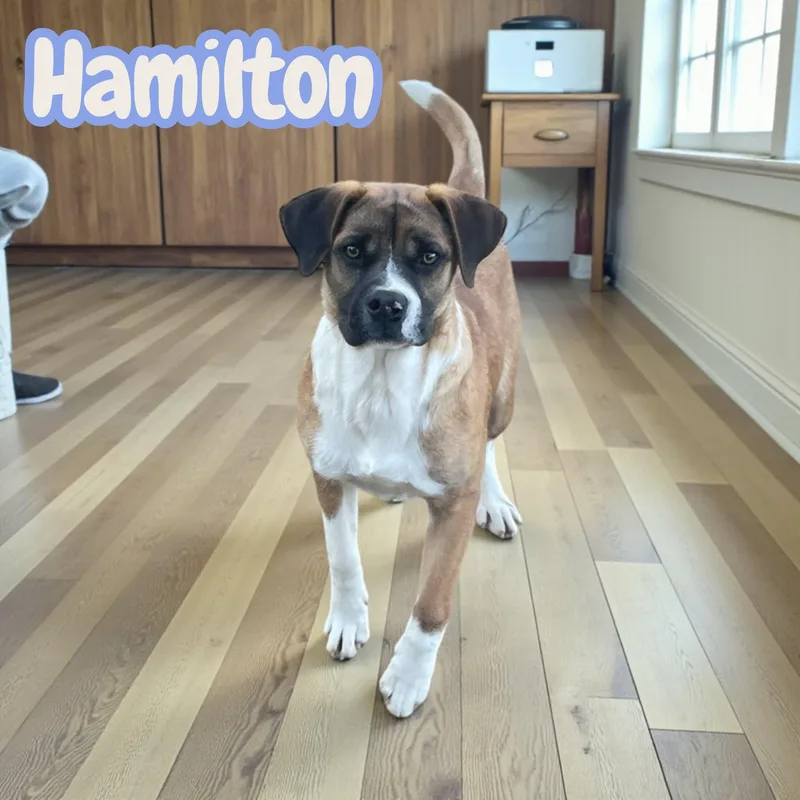 Hamilton  Kid  thumbnail 2
