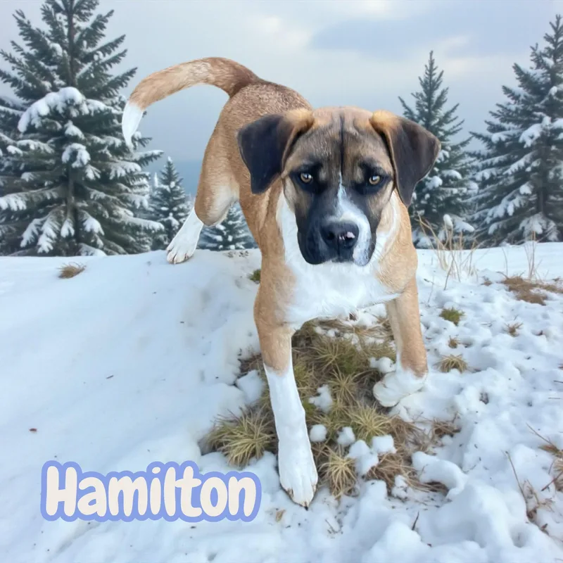 Hamilton  Kid  thumbnail 4