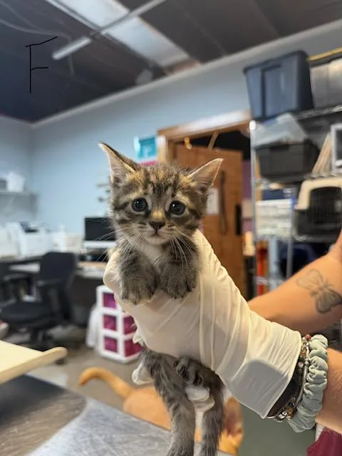 A baby small-sized female Domestic Short Hair cat named Jupiter for adoption in Fort Walton Beach, FL