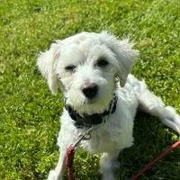 An adult small-sized male Maltese dog named Chuck Aka Charlie for adoption in Monticello, NY