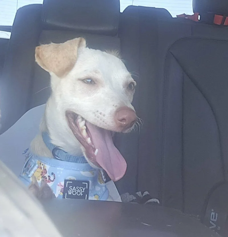A young small-sized male Chihuahua dog named Dingo for adoption in Visalia, CA