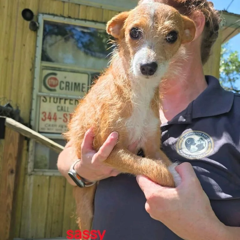 A baby small-sized female Red / Chestnut / Orange Chihuahua dog named Sassy for adoption in Baton Rouge, LA