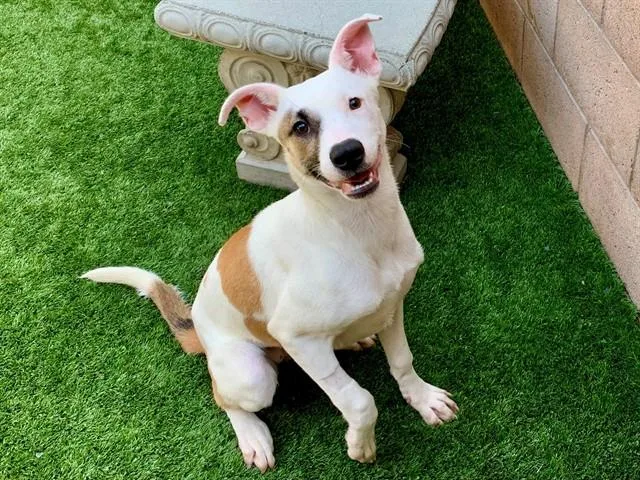 A young small-sized female Anatolian Shepherd dog named Tamberine for adoption in Moreno Valley, CA