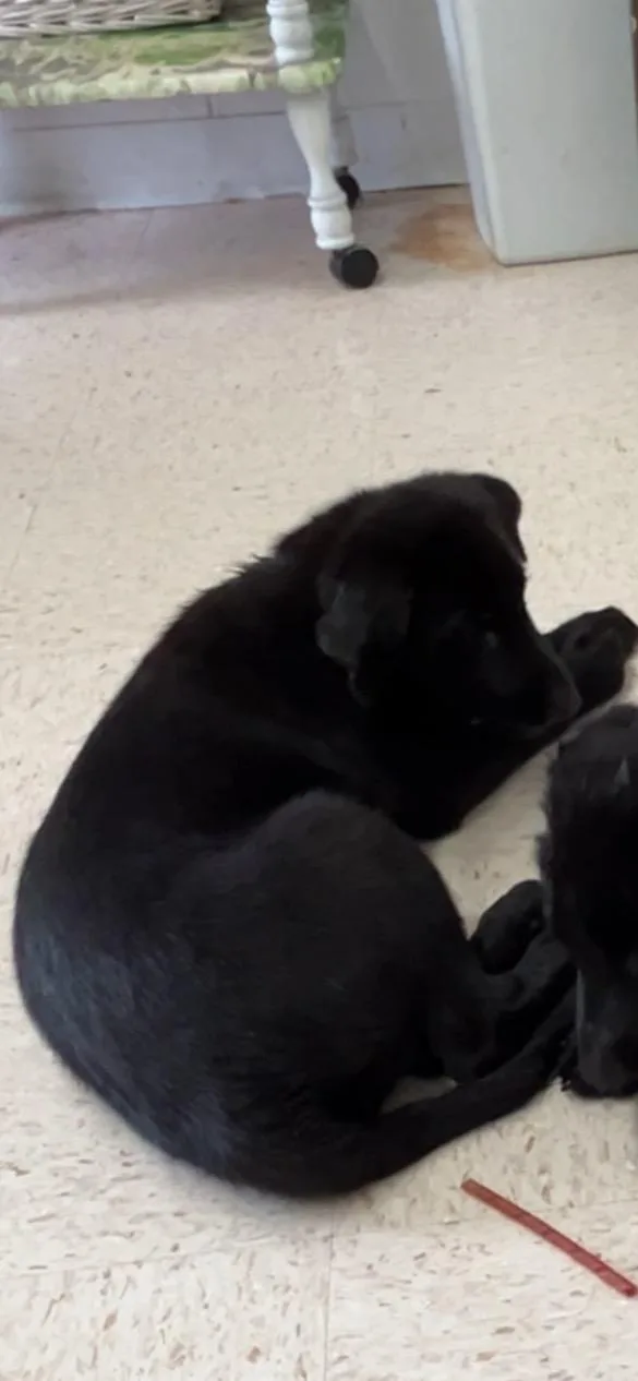 A baby medium-sized female Black Labrador Retriever dog named Lady for adoption in Mount Sterling, KY