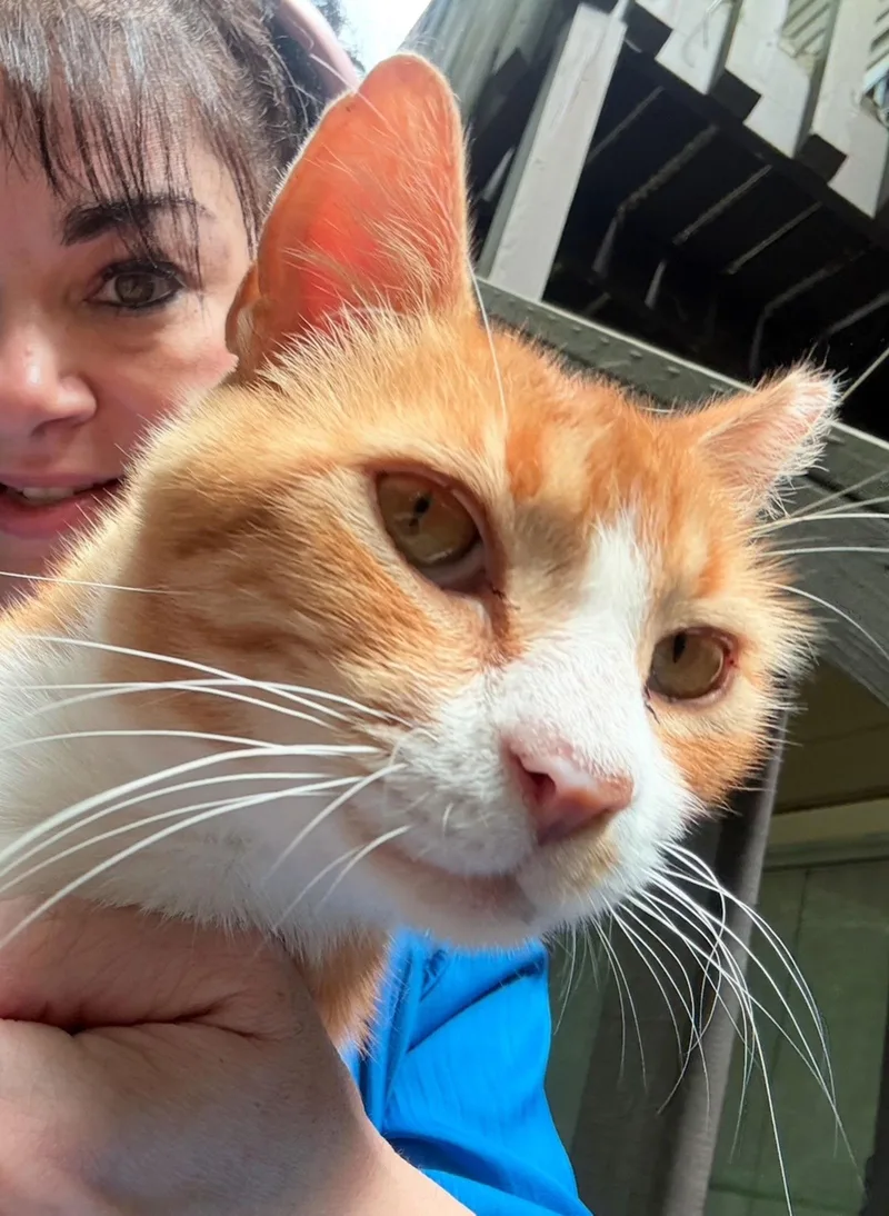 Gum Drop  One thumbnail 2