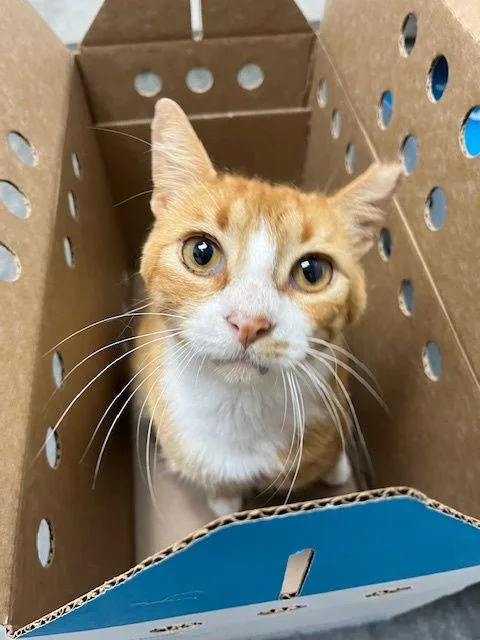 Gum Drop  One thumbnail 3