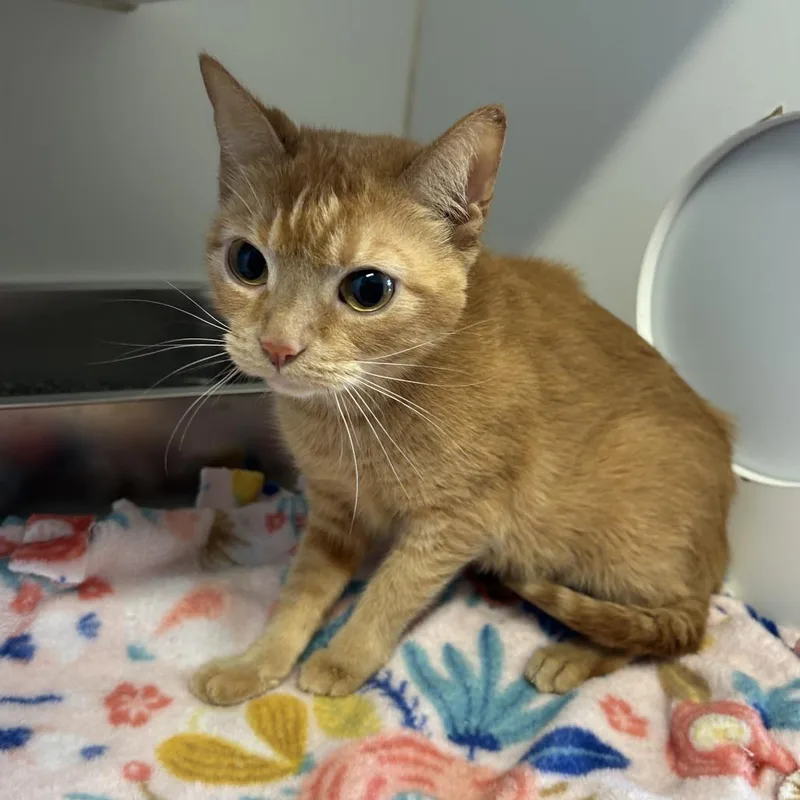 An adult medium-sized female Orange / Red Domestic Short Hair cat named Loona C for adoption in Minnetonka, MN