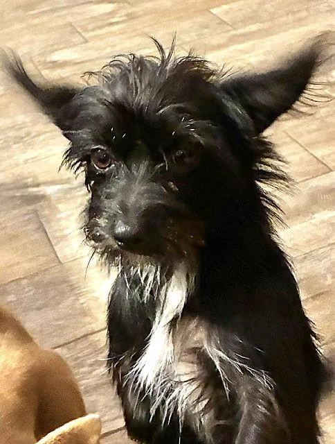 A young small-sized female Black Cairn Terrier dog named Cookie for adoption in Fort Worth, TX