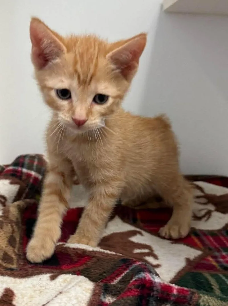 A baby small-sized male Orange / Red Domestic Short Hair cat named Teddy for adoption in Rockwall, TX