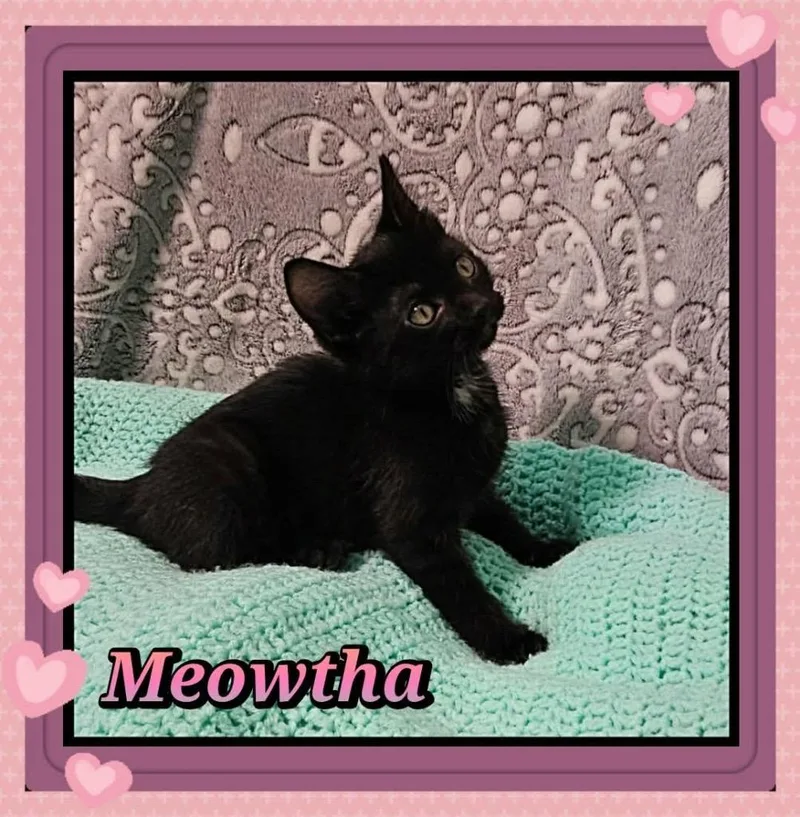 A baby small-sized female Domestic Short Hair cat named Meowtha for adoption in Jacksonville, IL