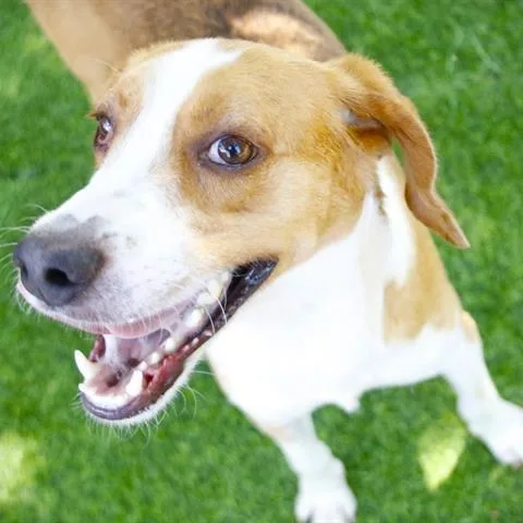 An adult medium-sized male Brown / Chocolate Treeing Walker Coonhound dog named Wiggles for adoption in Novelty, OH