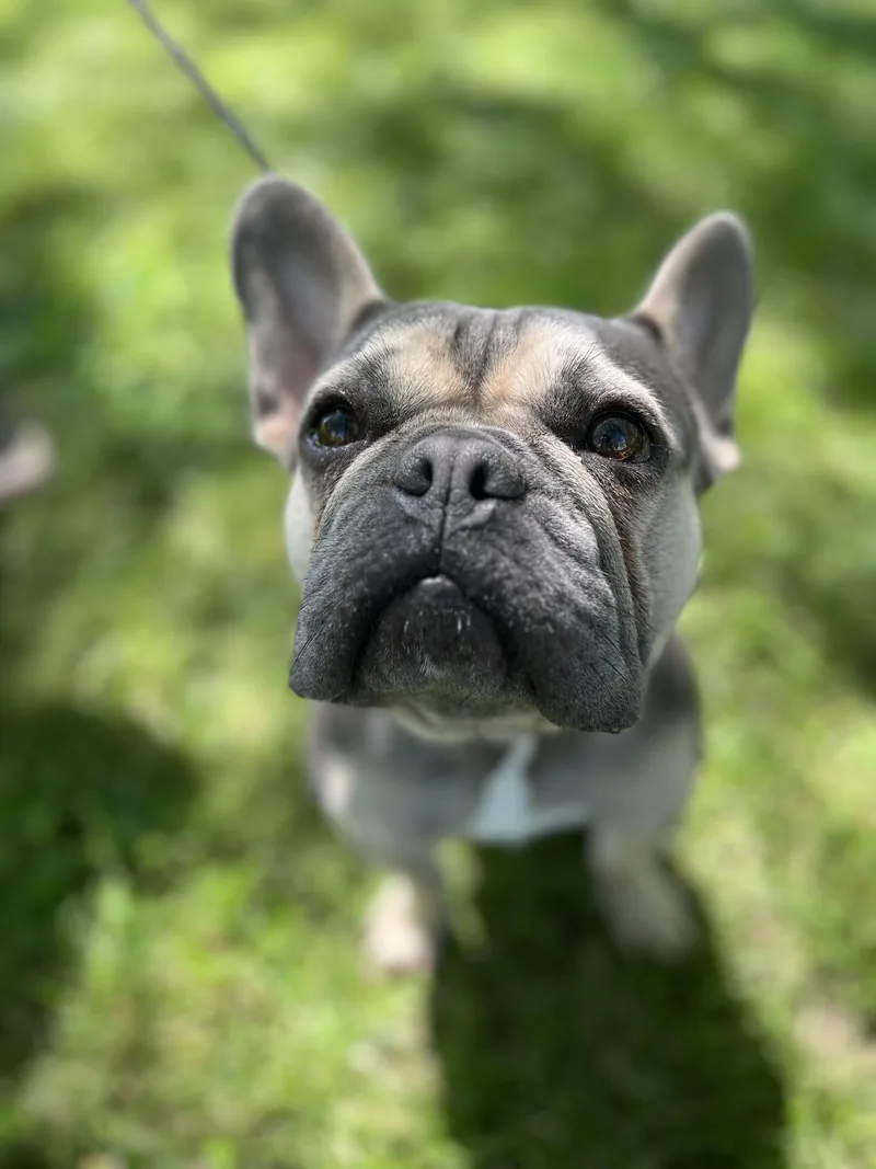 A young medium-sized male Gray / Blue / Silver French Bulldog dog named Louie for adoption in Upper Sandusky, OH