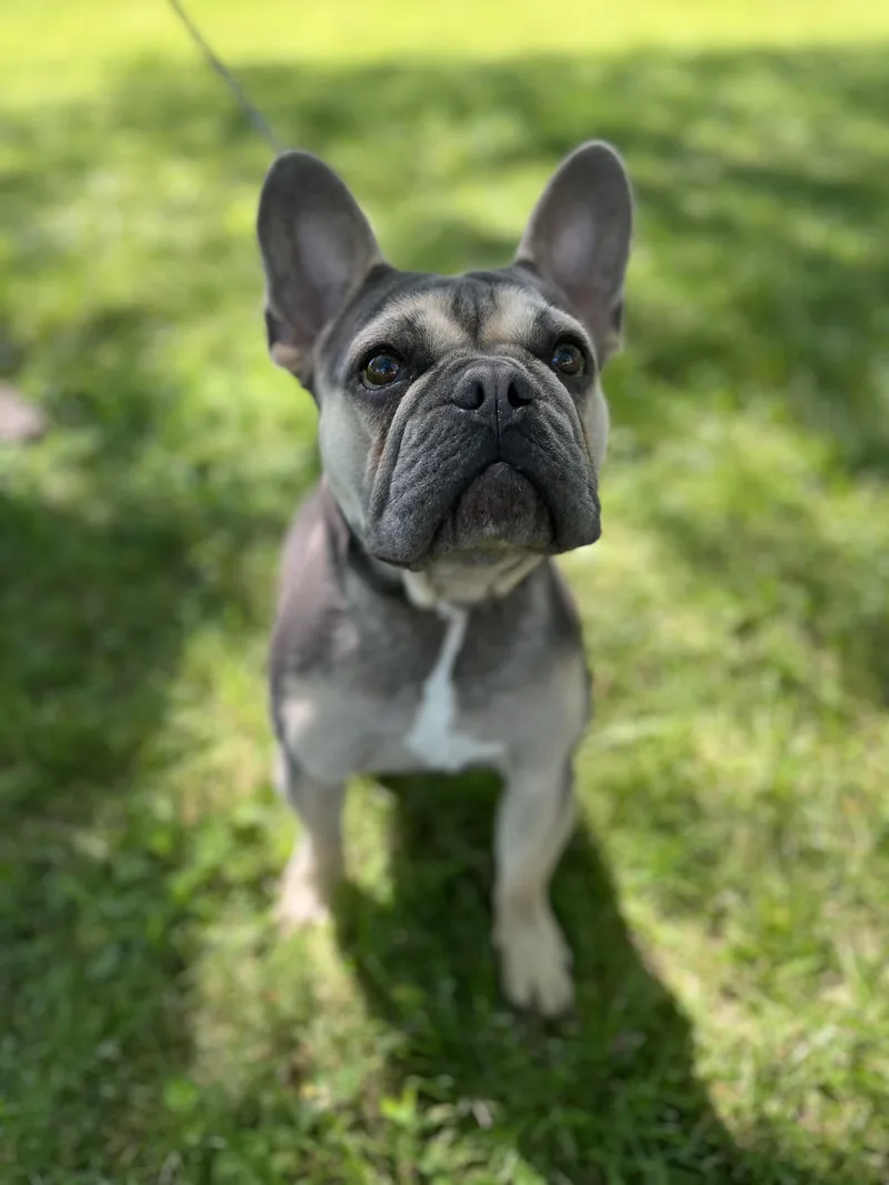 Louie thumbnail 4