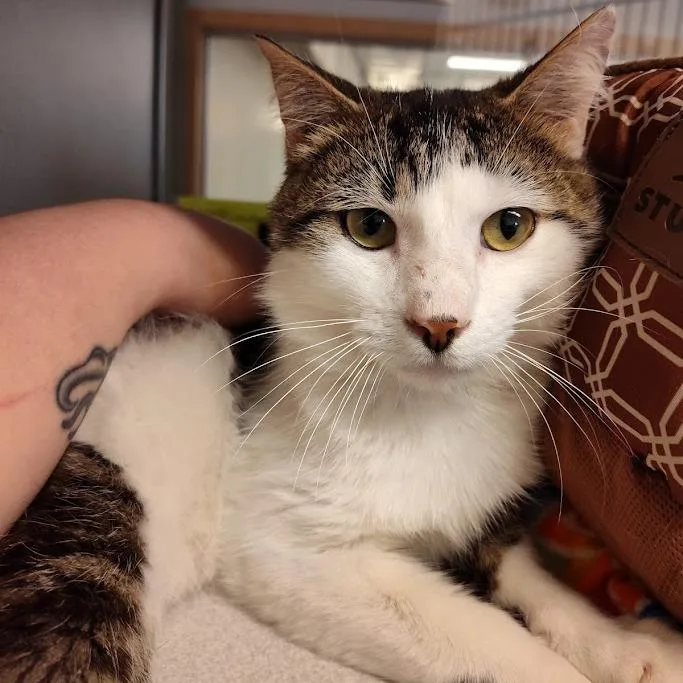 An adult medium-sized male White Domestic Short Hair cat named Bart for adoption in Cedar Rapids, IA