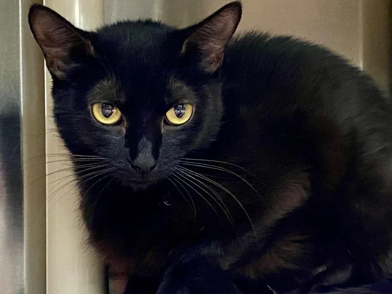 An adult medium-sized female Domestic Short Hair cat named Ella for adoption in Chico, CA