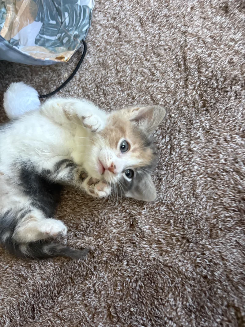 Taffy