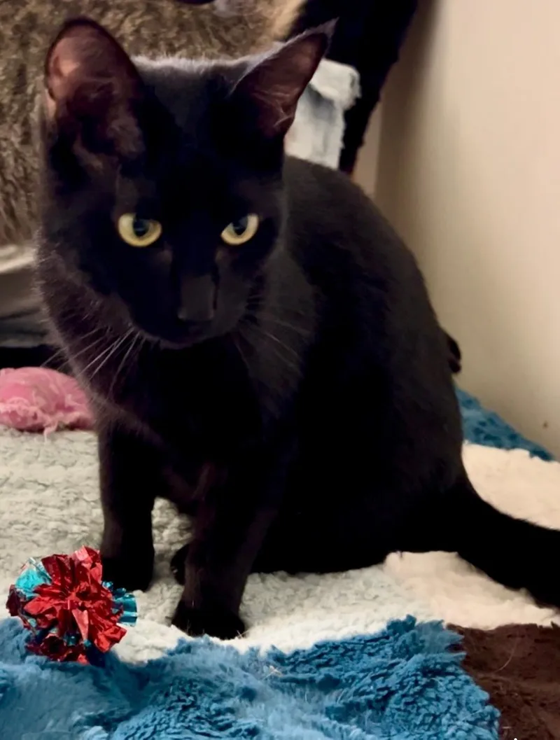 Florence Nightingale