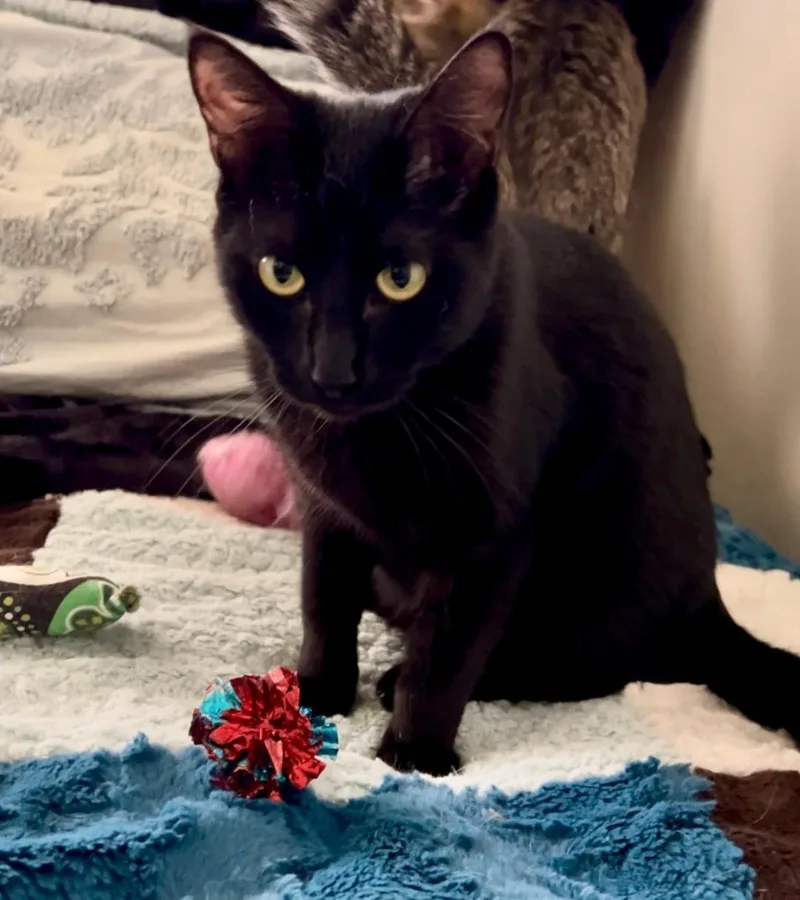 Florence Nightingale thumbnail 2