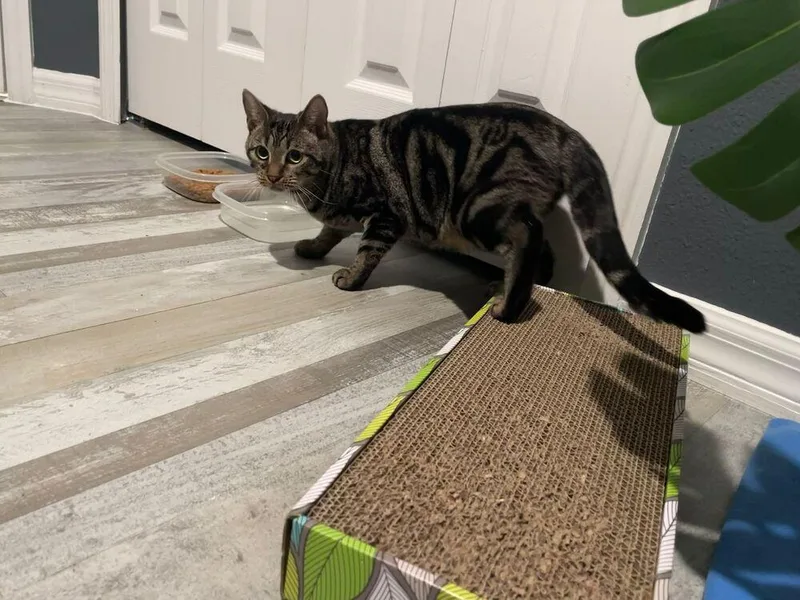 An adult medium-sized female Domestic Short Hair cat named Pebbles for adoption in Orlando, FL