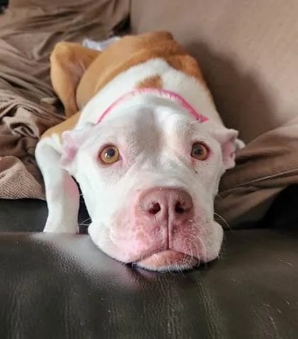 An adult large-sized female Terrier dog named Mama for adoption in Conway, SC