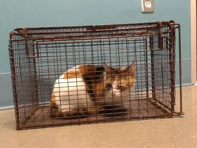 An adult medium-sized female Domestic Short Hair cat named Ki Ki for adoption in Houston, TX