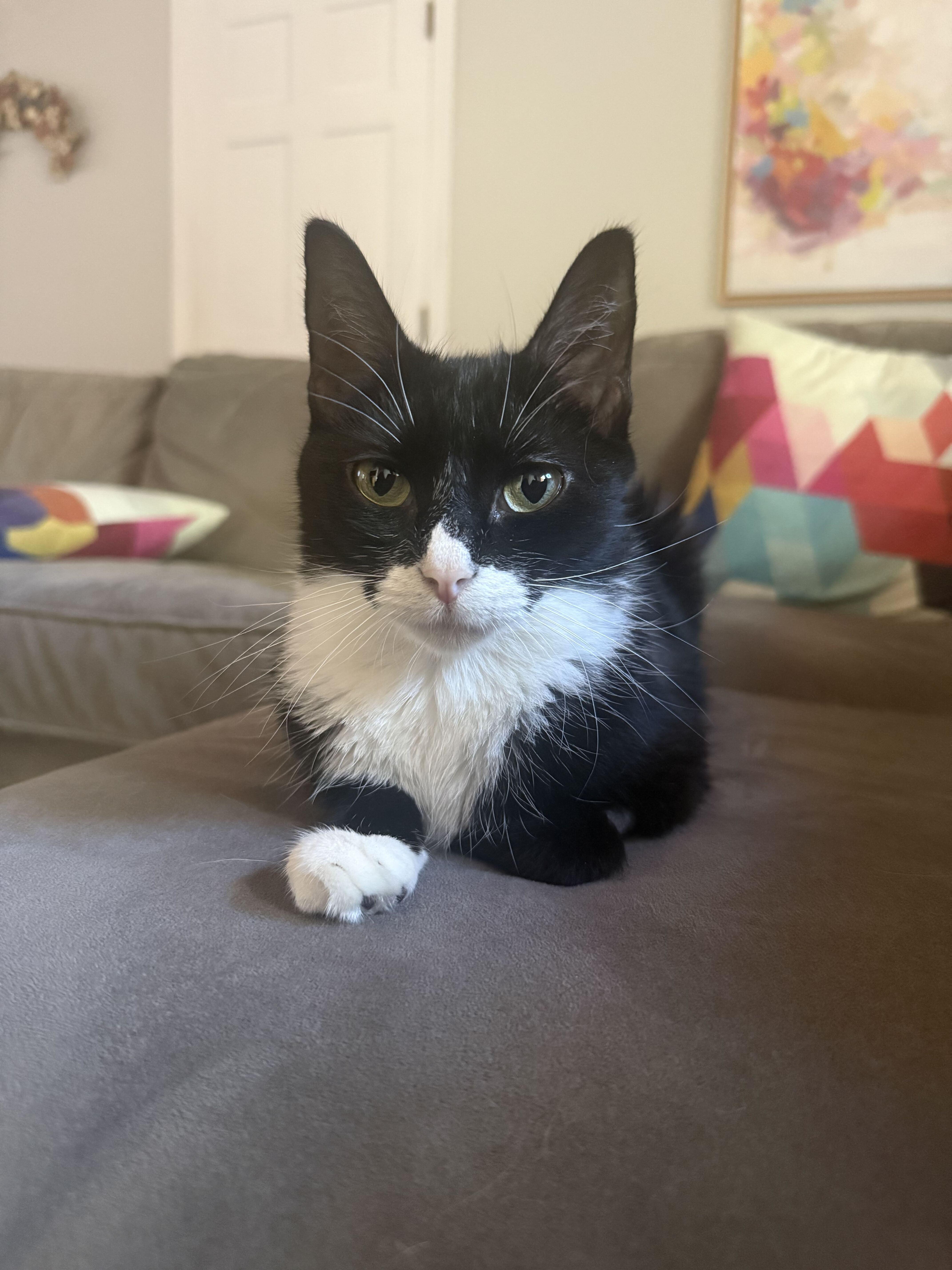 A young small-sized female Black & White / Tuxedo Domestic Short Hair cat named Arya for adoption in Waltham, MA