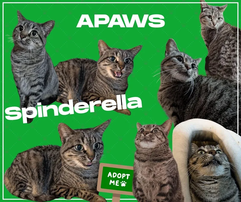An adult medium-sized female Tabby (Brown / Chocolate) Domestic Short Hair cat named Spinderella for adoption in Baton Rouge, LA