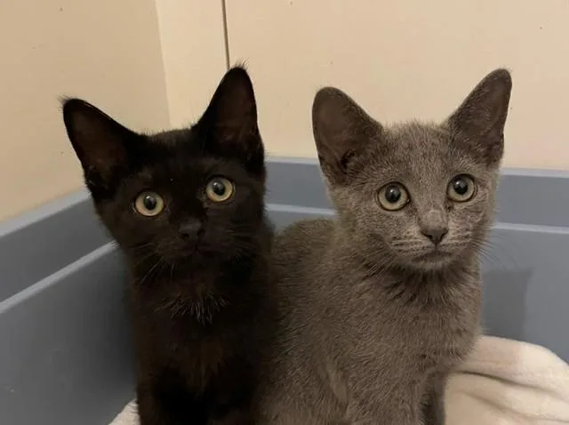 A baby medium-sized male Black Domestic Short Hair cat named Jonah for adoption in Little Falls, NJ