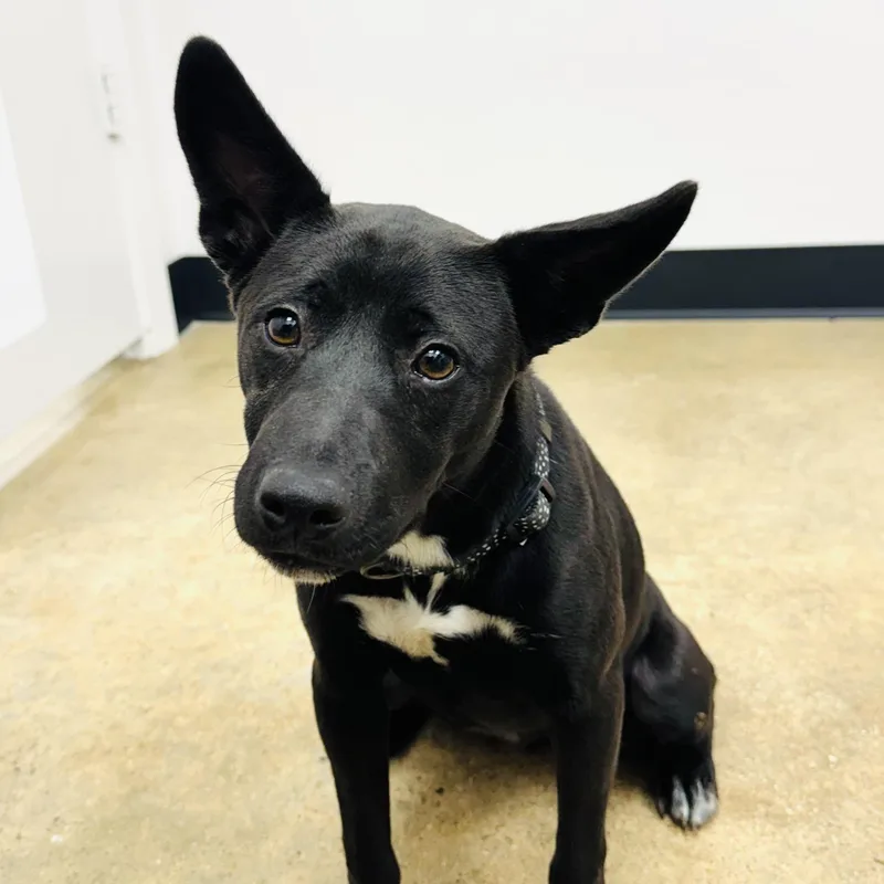 A young medium-sized female Shepherd dog named Yami  She's So for adoption in Sugar Land, TX