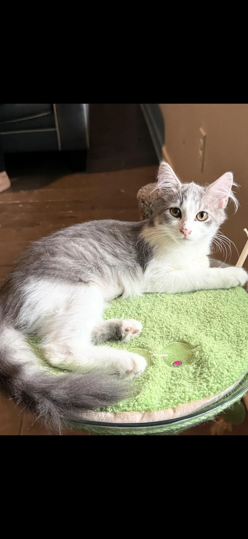 A baby small-sized female Domestic Long Hair cat named Maple for adoption in Sneads Ferry, NC