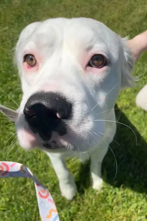 An adult large-sized male White / Cream Mixed Breed dog named Falkor for adoption in Jackson, MI