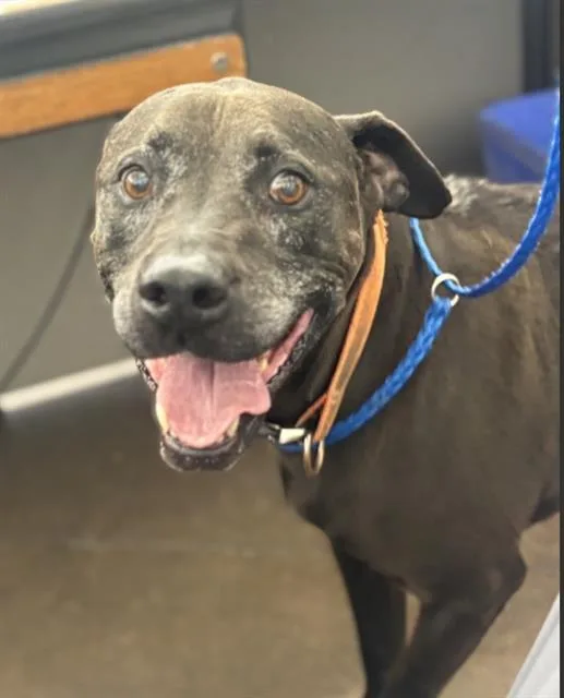 A senior medium-sized male Pit Bull Terrier dog named Thor for adoption in Dallas, TX