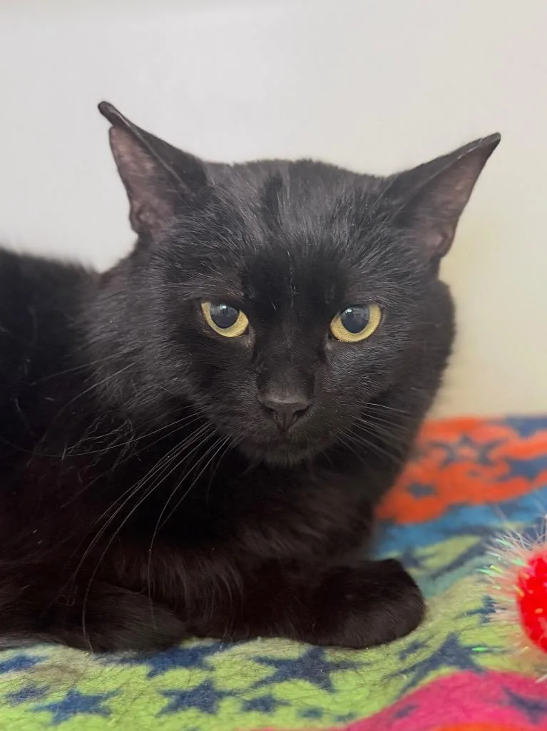 An adult medium-sized male Domestic Short Hair cat named Jackie for adoption in Menomonie, WI