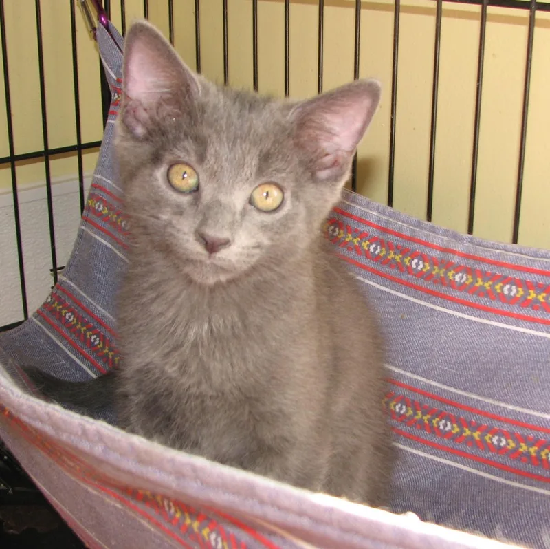 A baby medium-sized male Gray / Blue / Silver Russian Blue cat named Storm for adoption in Lawrenceburg, KY