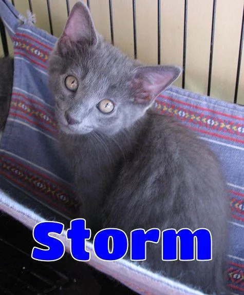 Storm thumbnail 3