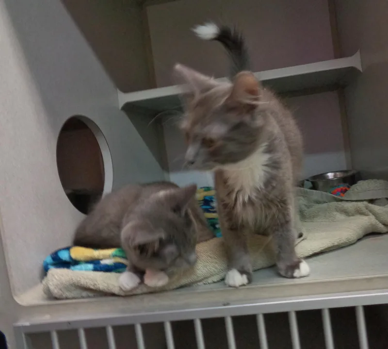 A baby small-sized male Gray / Blue / Silver Domestic Medium Hair cat named Fergal for adoption in Delhi, NY