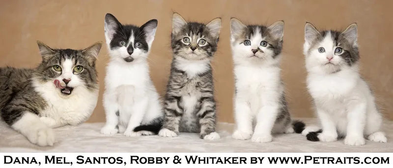 A baby medium-sized male Tabby (Brown / Chocolate) Domestic Medium Hair cat named Robby And Whitaker for adoption in Chicago, IL