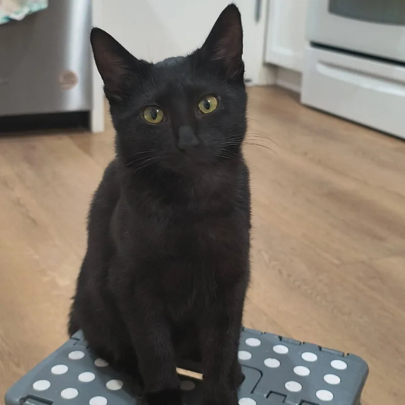 A young small-sized female Black Domestic Short Hair cat named Carter for adoption in Long Beach, CA