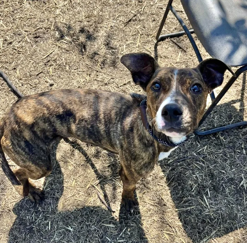 A young medium-sized female Brindle Pit Bull Terrier dog named Cola for adoption in Chicago, IL