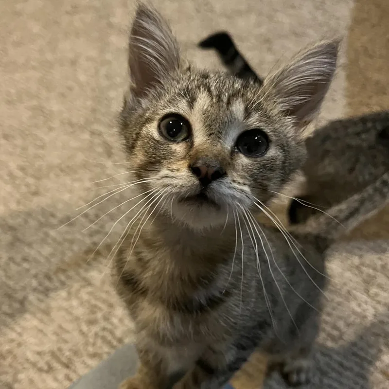 A baby small-sized male Brown / Chocolate Domestic Short Hair cat named Oz for adoption in Durham, NC
