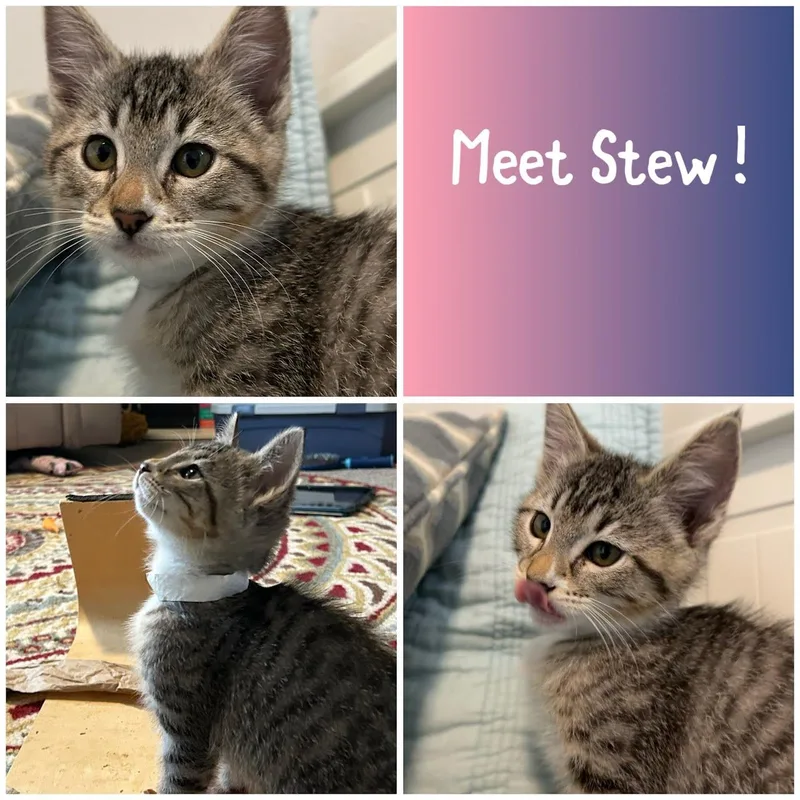 A baby small-sized female Tabby (Buff / Tan / Fawn) Domestic Short Hair cat named Stew for adoption in Newberg, OR