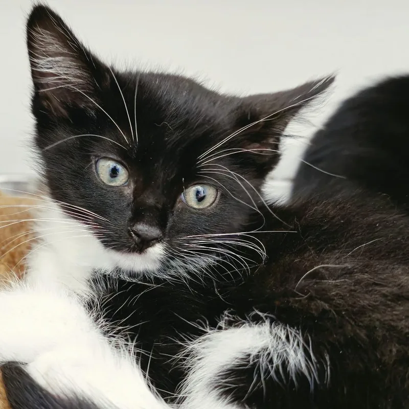 A baby small-sized male Domestic Short Hair cat named Dan for adoption in Cumming, GA