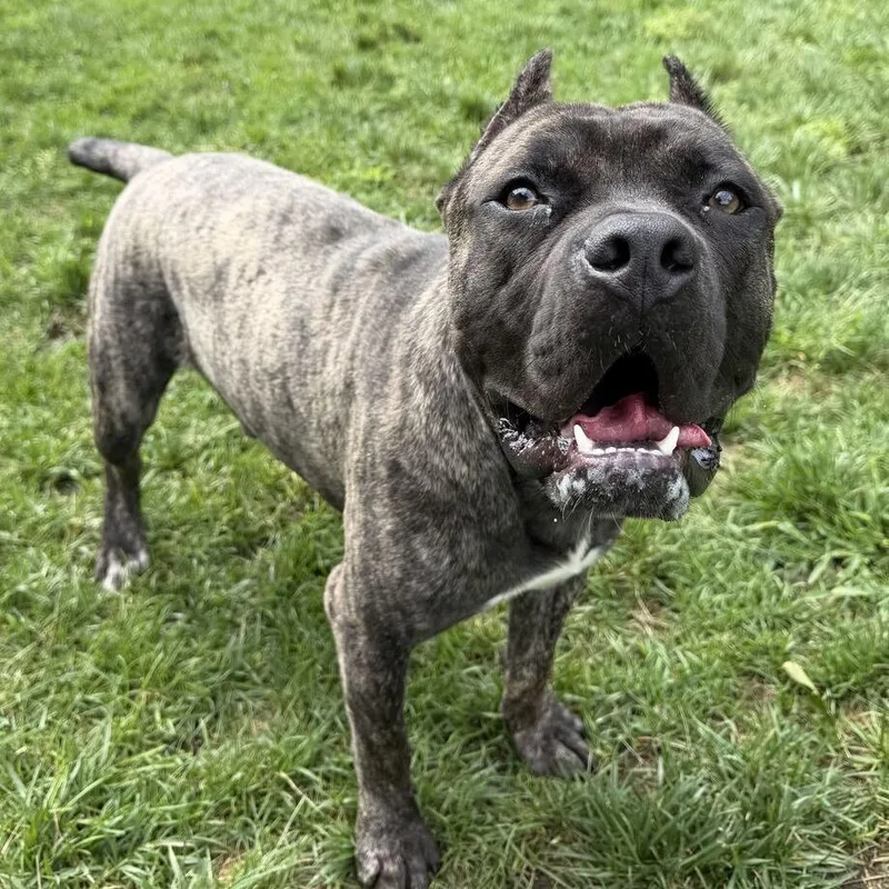 An adult small-sized male Black Cane Corso dog named Gregory for adoption in Dayton, OH