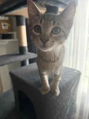 A baby medium-sized male Tabby (Brown / Chocolate) Domestic Short Hair cat named Patriot for adoption in Mokena, IL