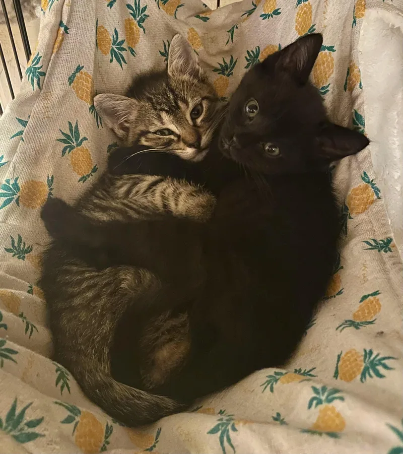 A young medium-sized male Domestic Short Hair cat named Raven & Sparrow for adoption in Manchester, MD