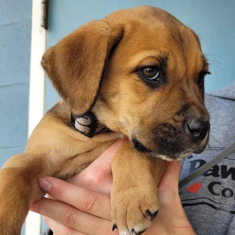 A baby small-sized female Pit Bull Terrier dog named Laney for adoption in Allyn, WA