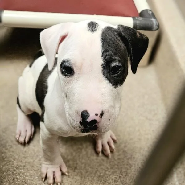 A baby large-sized male Pit Bull Terrier dog named Kittle for adoption in Oakland, CA