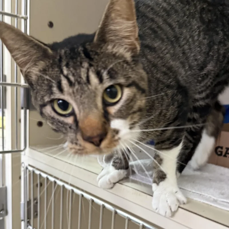 An adult medium-sized male Tabby (Brown / Chocolate) Domestic Short Hair cat named No Rhyme No Reason for adoption in Brookings, SD